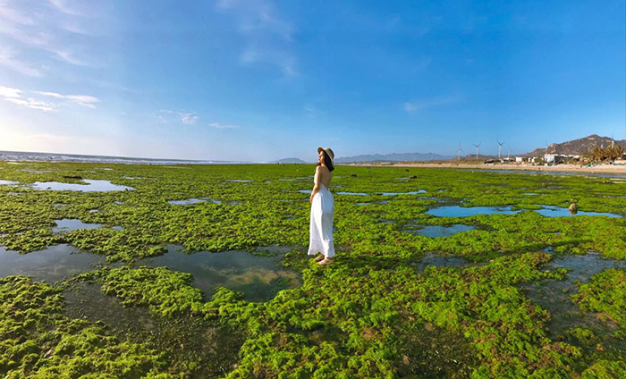 Ninh Thuan seaweed field has a captivating charm.