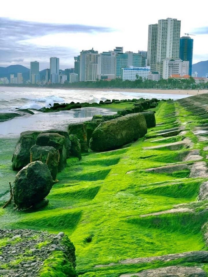 Nha Trang green moss beach is mesmerizing