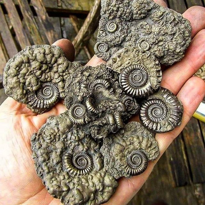 Fossils found on Jurassic coast