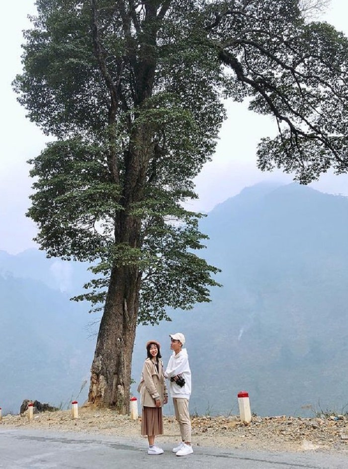 Discover the beauty of Ha Giang lonely tree