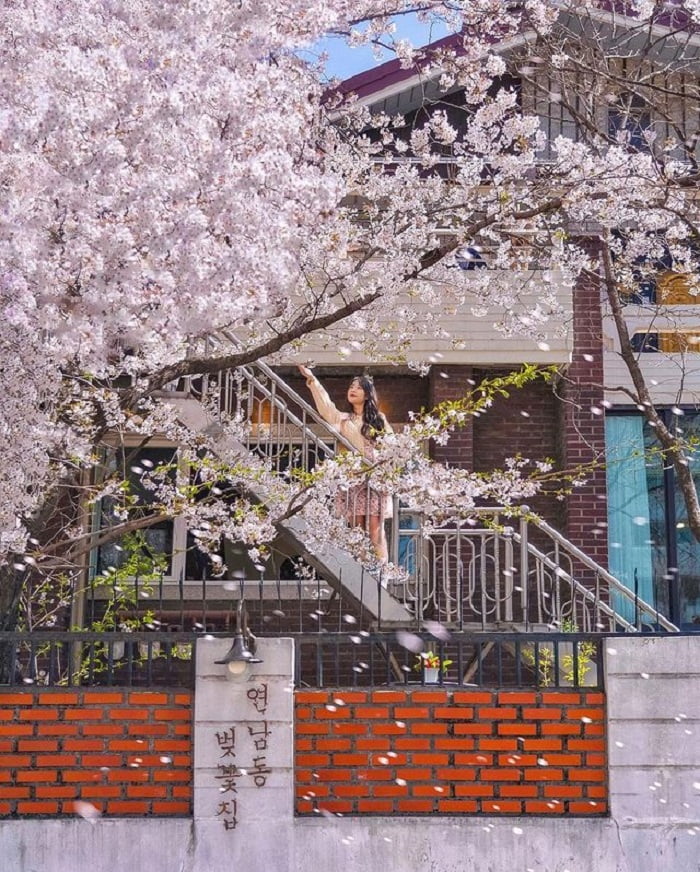 du lịch Hàn Quốc tháng 4 - ngắm hoa anh đào