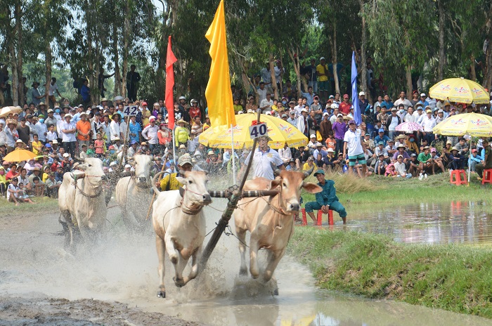 du lịch Tri Tôn - xem lễ hội đua bò