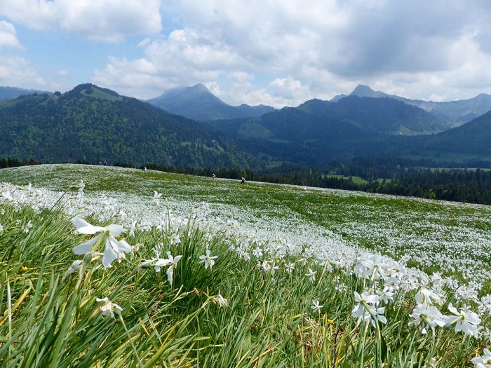 Cả một biển hoa nở rộ vào mùa xuân - Những điểm ngắm hoa mùa xuân ở Thụy Sĩ
