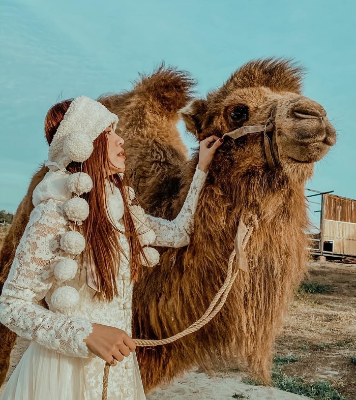 camels - unique species at Lee's Hillside Picnic 