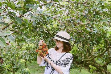 Bật mí 5 vườn trái cây Tiền Giang hút khách nhất