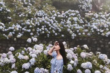 Hè về rồi, mình lên vườn hoa Cẩm Tú Cầu ở Cao Bằng check–in thôi!