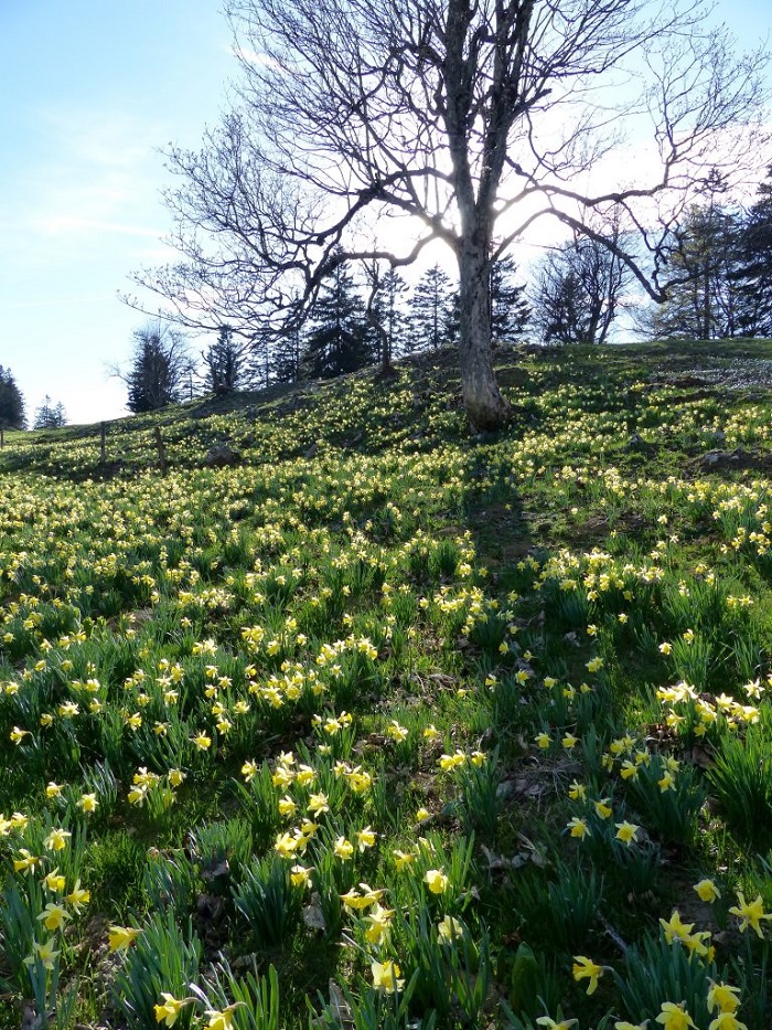 Những điểm ngắm hoa mùa xuân ở Thụy Sĩ