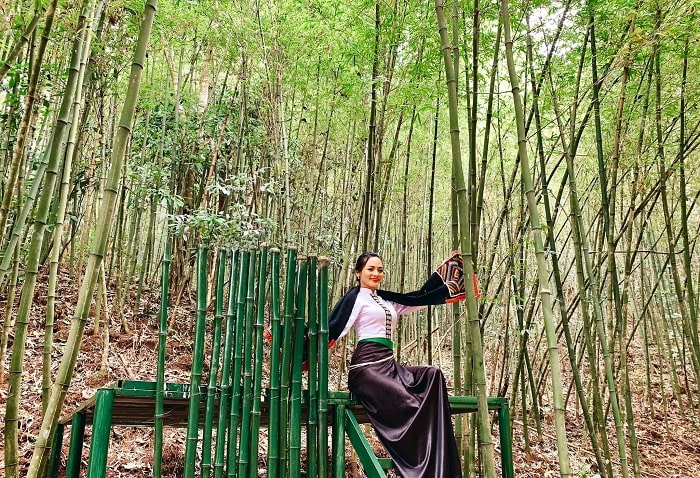 The beauty of the bamboo forest in the Golden Forest tourist area 