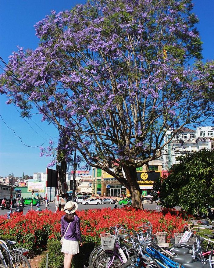 places to see purple phoenix in Dalat