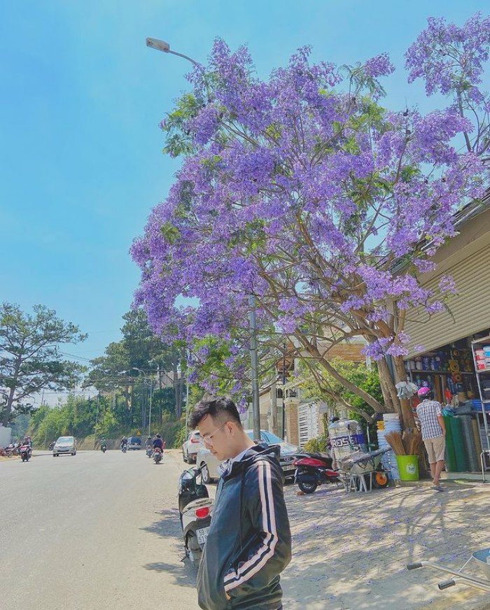 places to see purple phoenix in Dalat