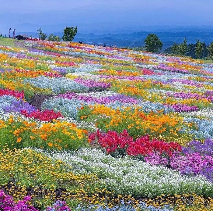 Vẻ đẹp của cánh đồng hoa Shikisai No Oka 