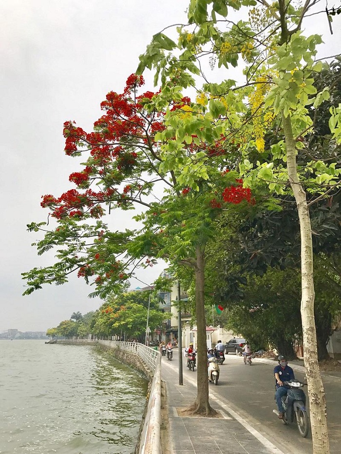 Thanh Niên là con đường hoa đẹp ở Hà Nội