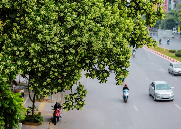Nguyễn Du cũng là con đường hoa đẹp ở Hà Nội
