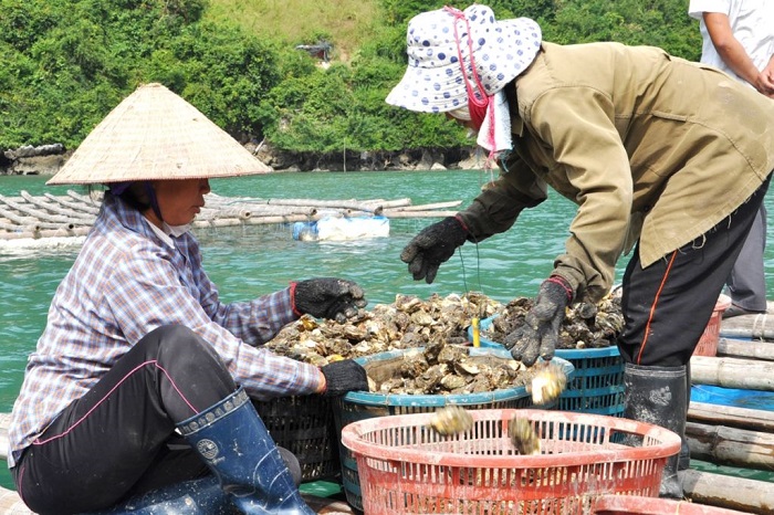 Long Son island Vung Tau - harvest oysters