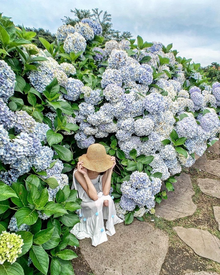 Vẻ đẹp của đồi hoa trà trên đảo Jeju