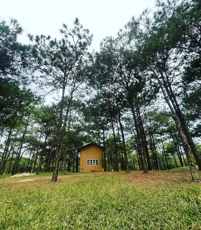 The beauty of Phuong Boi pine hill
