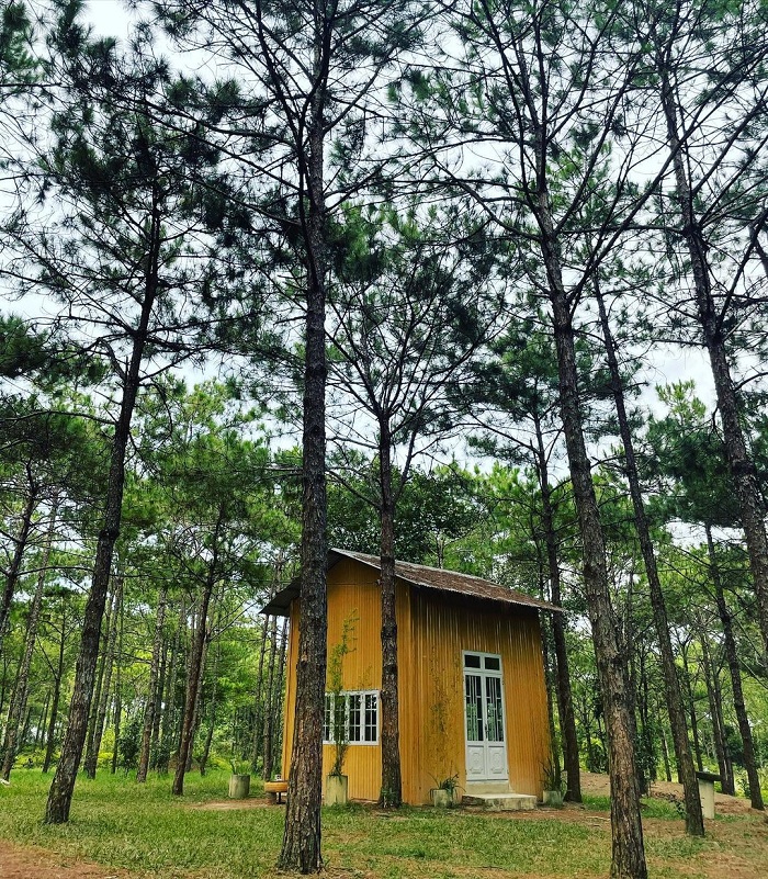Experience discovering Phuong Boi pine hill