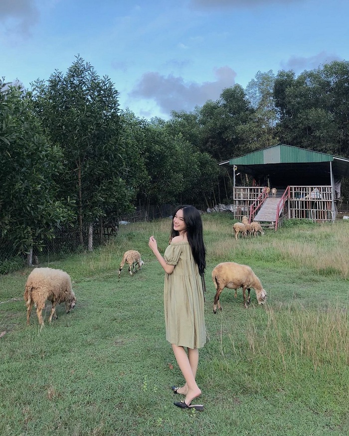 Yên Thành là đồng cừu đẹp ở Việt Nam