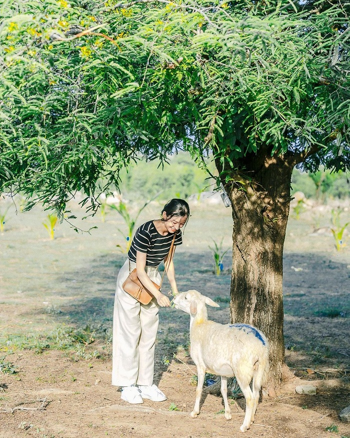 An Hòa là đồng cừu đẹp ở Việt Nam