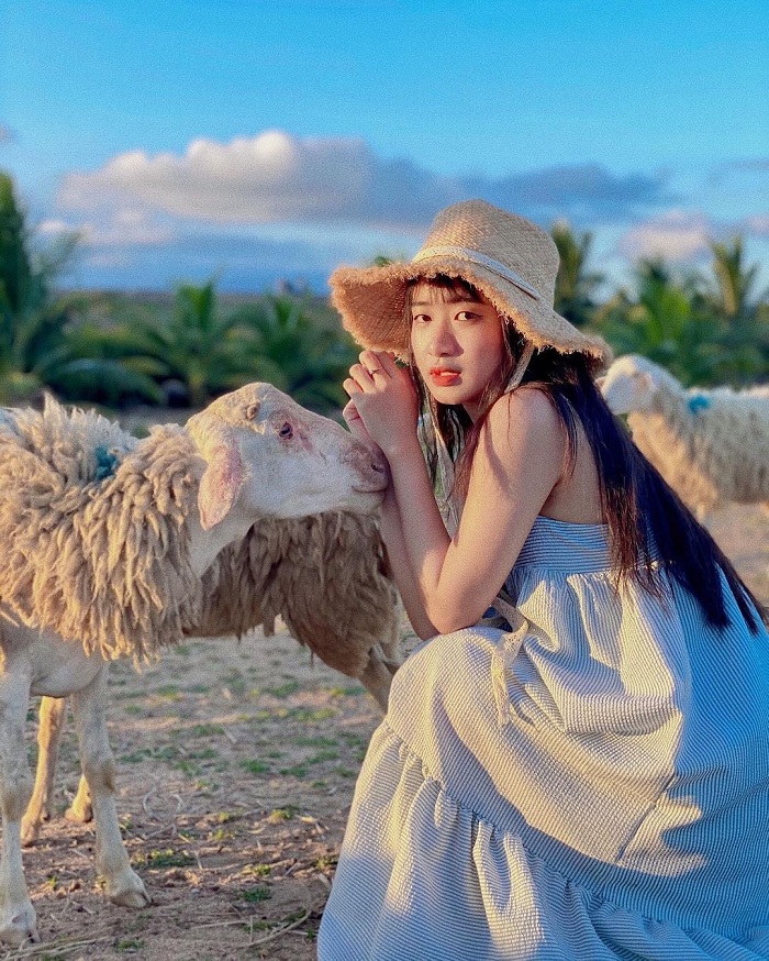 An Hòa là đồng cừu đẹp ở Việt Nam
