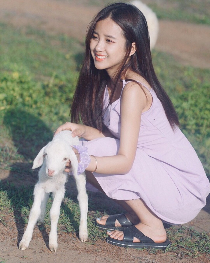 Suối Nghệ là đồng cừu đẹp ở Việt Nam