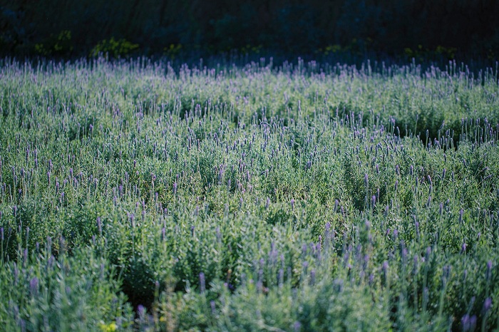 Vẻ đẹp của Lavender Túi Thương Nhớ Đà Lạt