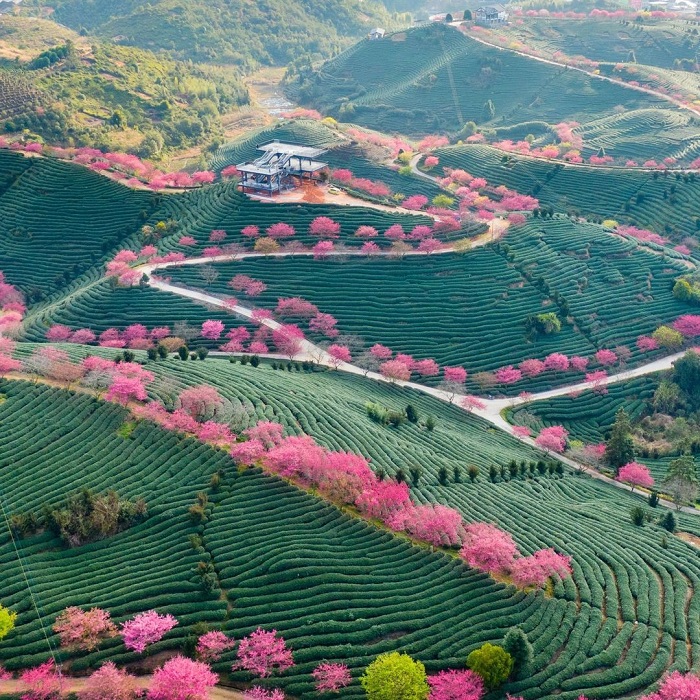 Mai anh đào là mùa hoa màu hồng ở Việt Nam tuyệt đẹp