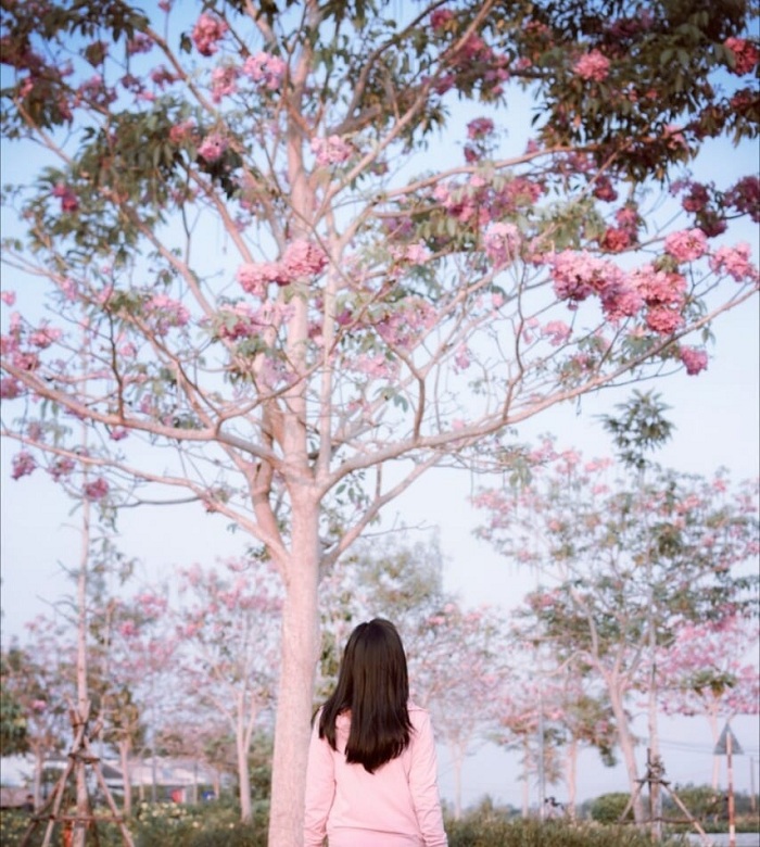 Kèn hồng là mùa hoa màu hồng ở Việt Nam tuyệt đẹp