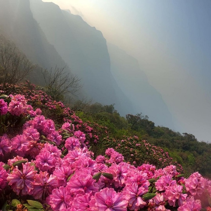 Vẻ đẹp của núi Tả Liên Lai Châu