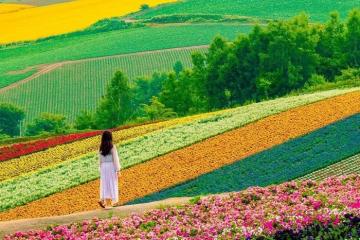 Cánh đồng hoa Shikisai No Oka đẹp tựa ‘thiên đường nơi mặt đất’, check in một lần khoe ảnh suốt bốn mùa