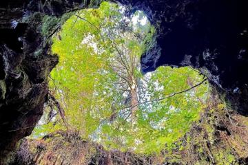 Hang động trái tim trên đảo Yakushima đẹp tựa tiên cảnh giữa khu rừng ngàn tuổi 
