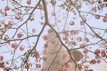 Những mùa hoa màu hồng ở Việt Nam đẹp đến nao lòng, làm liêu xiêu bao trái tim lữ khách