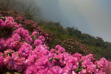 Lên núi Tả Liên Lai Châu ngắm khu rừng cổ tích, thưởng thức mùa hoa đỗ quyên hồng rực