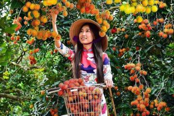 Kinh nghiệm đi vườn trái cây Út Phương vui chơi, sống ảo và ăn trái cây thả ga ở Tây Ninh