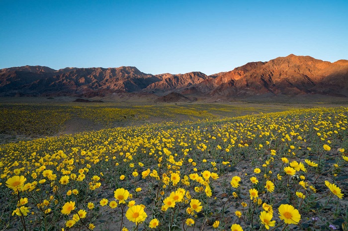 Hoa dai Wildflower Superbloom nở trong Vườn quốc gia thung lũng Chết
