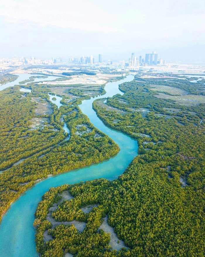 Toàn cảnh rừng ngập mặn nhìn từ trên cao - Rừng ngập mặn Abu Dhabi