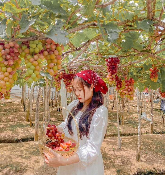Thai An eco-tourism village has many beautiful vineyards in Ninh Thuan