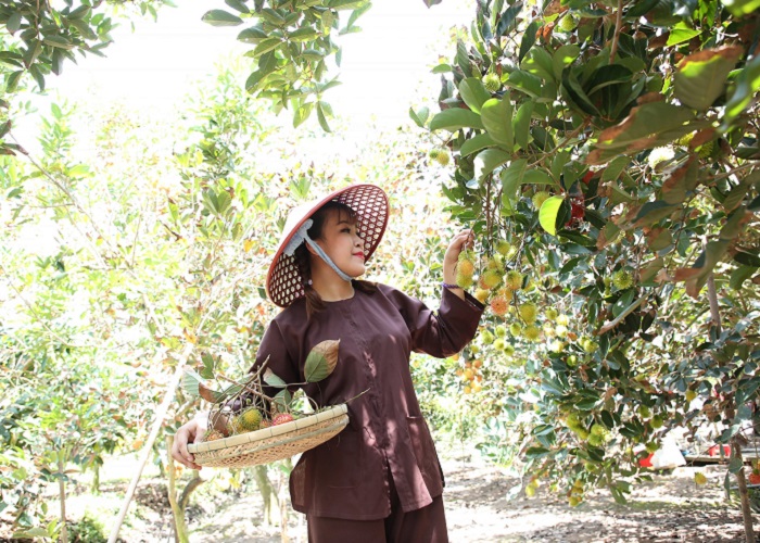 Ut Phuong fruit garden - picking fruit