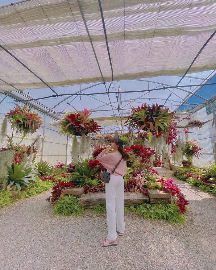 Vẻ đẹp của vườn xương rồng Queen Sirikit Botanic Garden