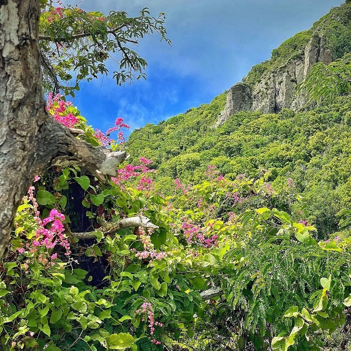 Cảnh quan thực vật trên núi Scenery - Du lịch đảo Sint Eustatius và Saba