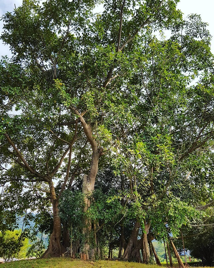 Cây đa Tân Trào tươi tốt với cụm rễ lớn, lá xanh um 
