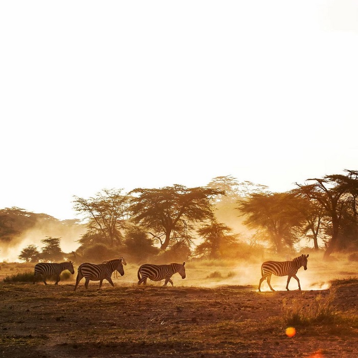 Vườn quốc gia Amboseli là điểm đến đẹp ở châu Phi với thiên nhiên hoang dã
