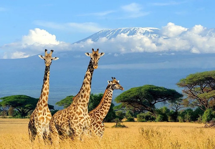 Vườn quốc gia Amboseli là điểm đến đẹp ở châu Phi được du khách yêu thích