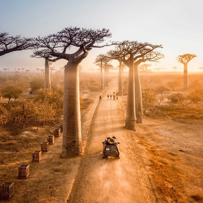 Đại lộ Bao Báp Madagascar là điểm đến đẹp ở châu Phi thu hút nhiều du khách