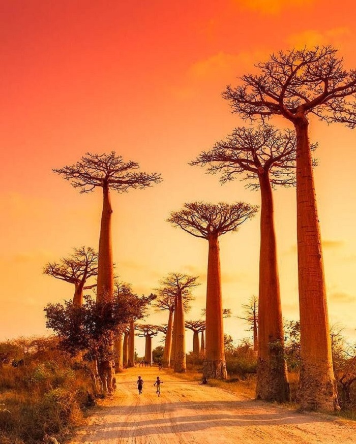 Đại lộ Bao Báp Madagascar là điểm đến đẹp ở châu Phi lãng mạn chiều hoàng hôn
