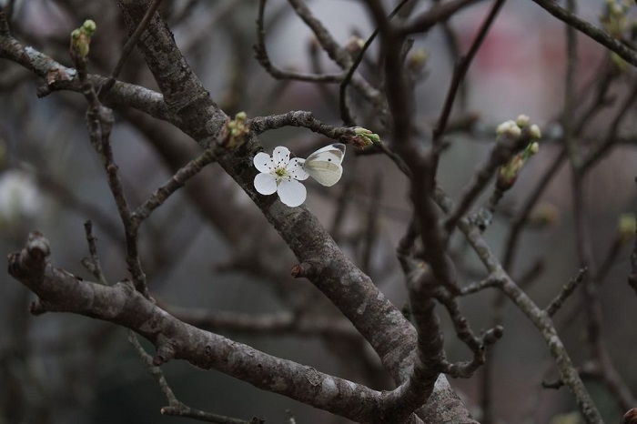 Mùa hoa lê Tuyên Quang mang đến biết bao vẻ đẹp nao lòng