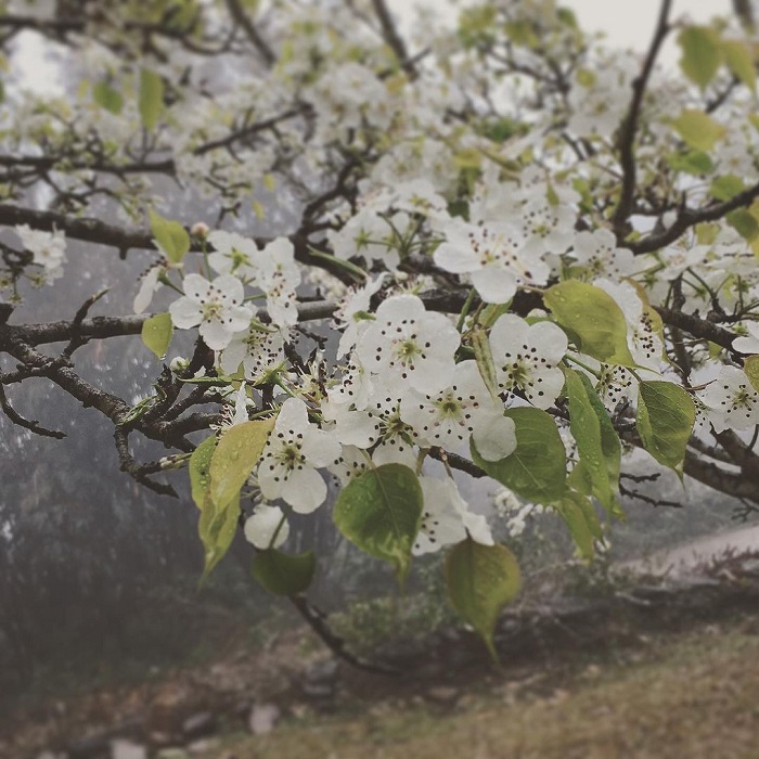 Mùa hoa lê Tuyên Quang với sắc trắng tinh khôi đẹp đến nức lòng 
