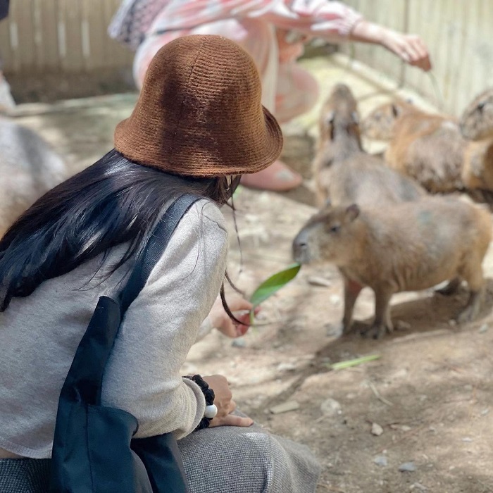 Vườn thú Zoodoo là nông trại thú cưng ở Việt Nam nổi tiếng