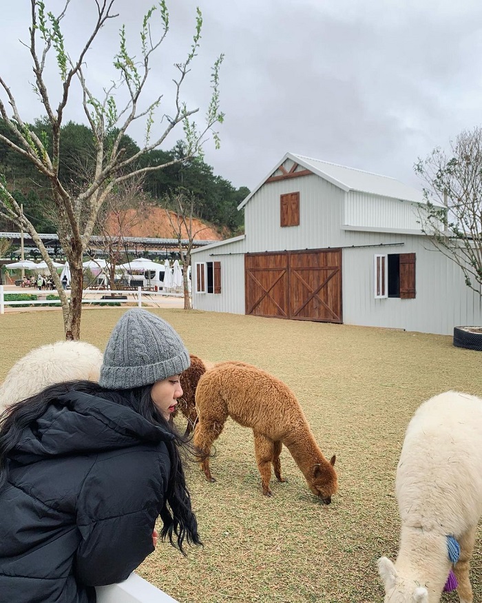 Puppy Farm cũng là nông trại thú cưng ở Việt Nam được giới trẻ yêu thích