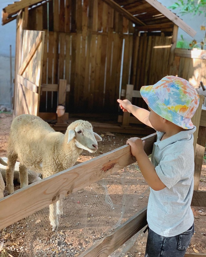 Sunny Farm là nông trại thú cưng ở Việt Nam phù hợp với cả người lớn và trẻ nhỏ
